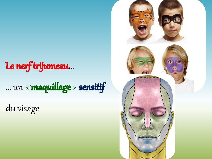 Le nerf trijumeau… … un « maquillage » sensitif du visage Le nerf trijumeau… … un « maquillage » sensitif du visage