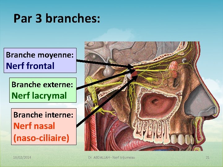 Par 3 branches: Branche moyenne: Nerf frontal Branche externe: Nerf lacrymal Branche interne: Nerf