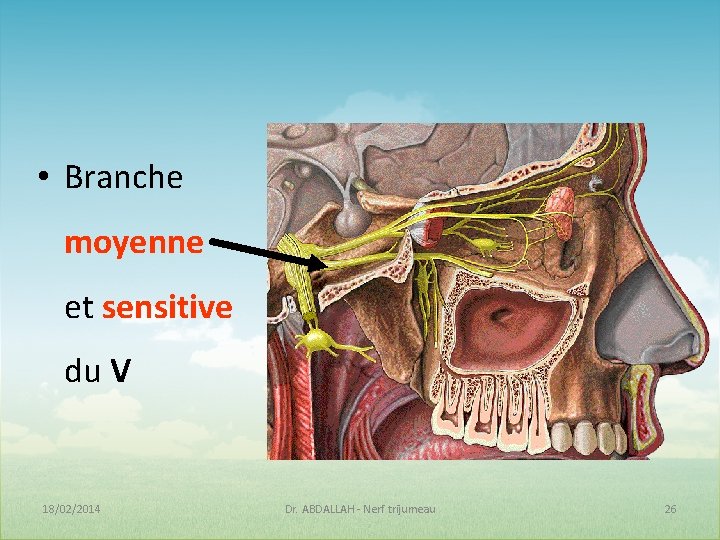  • Branche moyenne et sensitive du V 18/02/2014 Dr. ABDALLAH - Nerf trijumeau