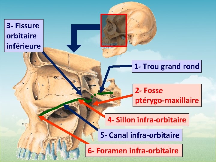 3 - Fissure orbitaire inférieure 1 - Trou grand rond 2 - Fosse ptérygo-maxillaire