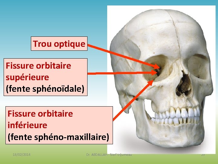Trou optique Fissure orbitaire supérieure (fente sphénoïdale) Fissure orbitaire inférieure (fente sphéno-maxillaire) 18/02/2014 Dr. Trou optique Fissure orbitaire supérieure (fente sphénoïdale) Fissure orbitaire inférieure (fente sphéno-maxillaire) 18/02/2014 Dr.