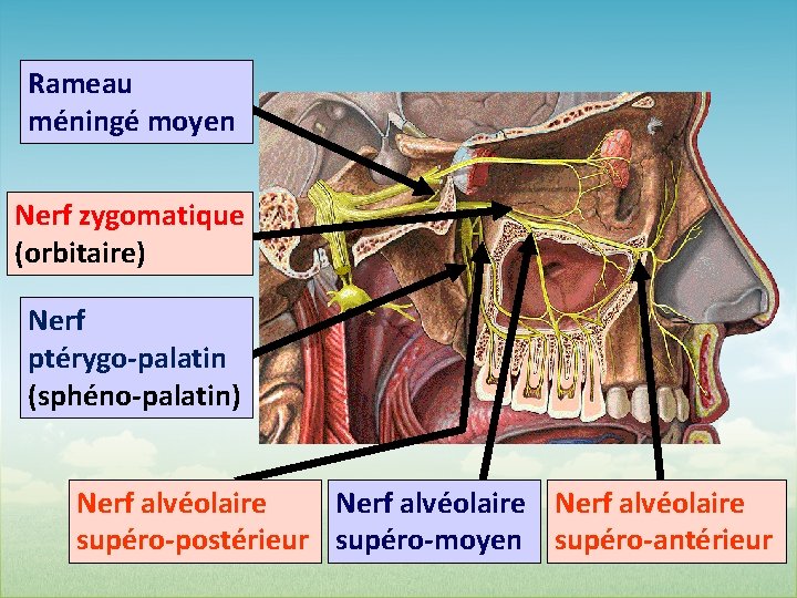 Rameau méningé moyen Nerf zygomatique (orbitaire) Nerf ptérygo-palatin (sphéno-palatin) Nerf alvéolaire supéro-postérieur supéro-moyen supéro-antérieur