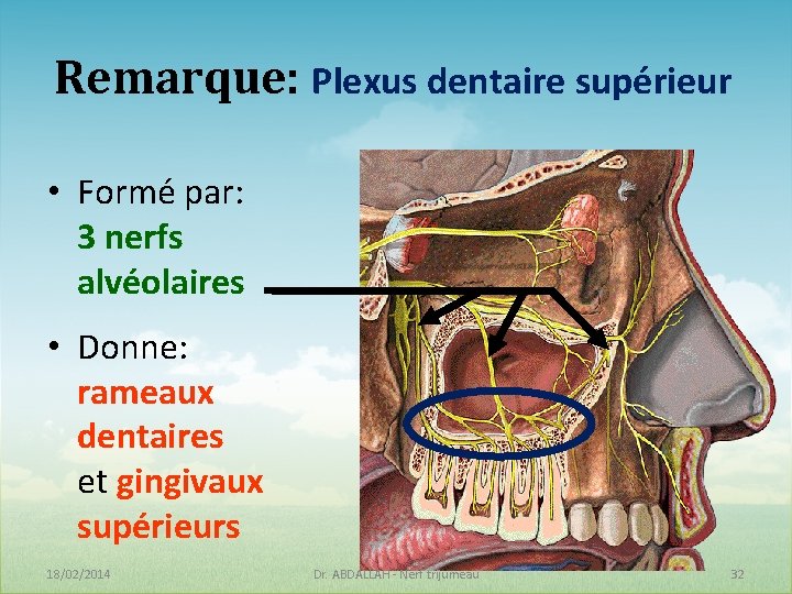Remarque: Plexus dentaire supérieur • Formé par: 3 nerfs alvéolaires • Donne: rameaux dentaires