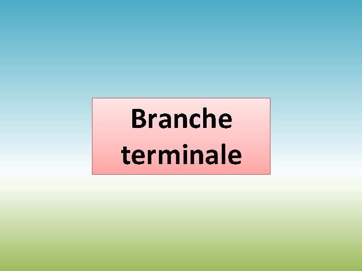 Branche terminale Branche terminale