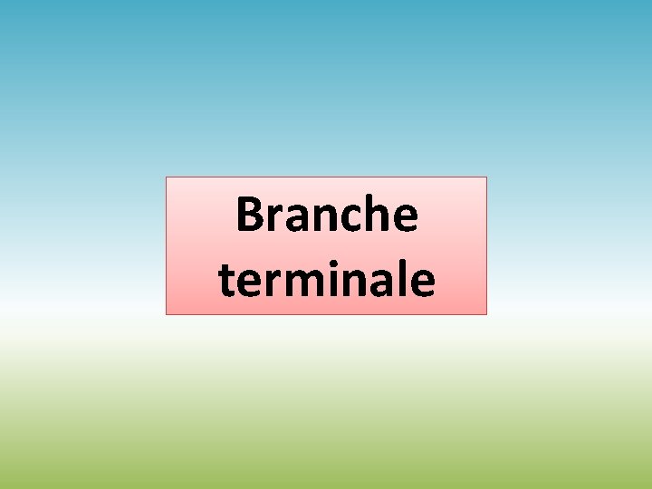 Branche terminale 