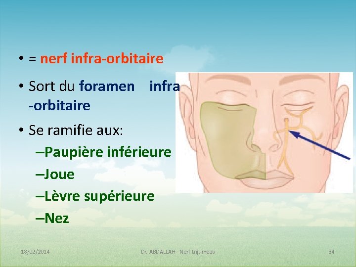 • = nerf infra-orbitaire • Sort du foramen infra -orbitaire • Se ramifie • = nerf infra-orbitaire • Sort du foramen infra -orbitaire • Se ramifie