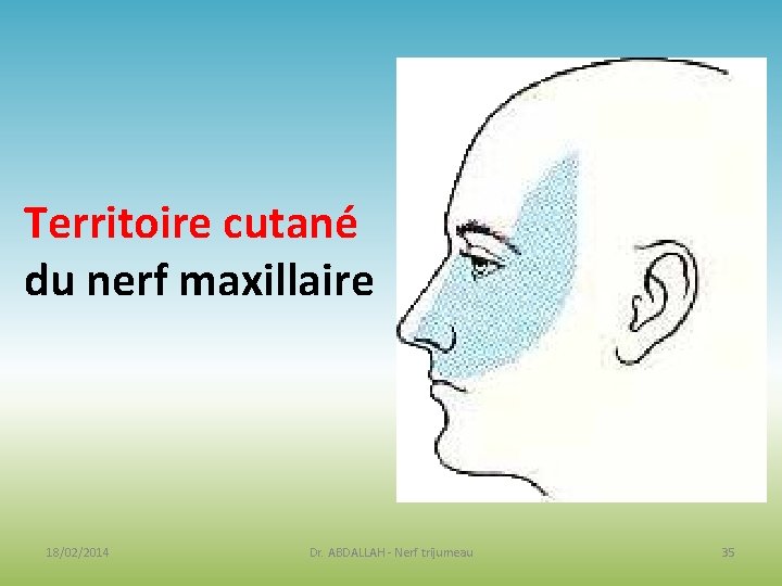 Territoire cutané du nerf maxillaire 18/02/2014 Dr. ABDALLAH - Nerf trijumeau 35 
