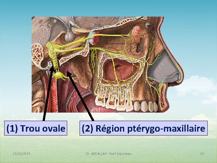 (1) Trou ovale 18/02/2014 (2) Région ptérygo-maxillaire Dr. ABDALLAH - Nerf trijumeau 42 (1) Trou ovale 18/02/2014 (2) Région ptérygo-maxillaire Dr. ABDALLAH - Nerf trijumeau 42