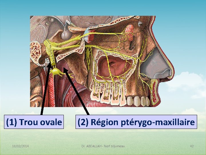 (1) Trou ovale 18/02/2014 (2) Région ptérygo-maxillaire Dr. ABDALLAH - Nerf trijumeau 42 