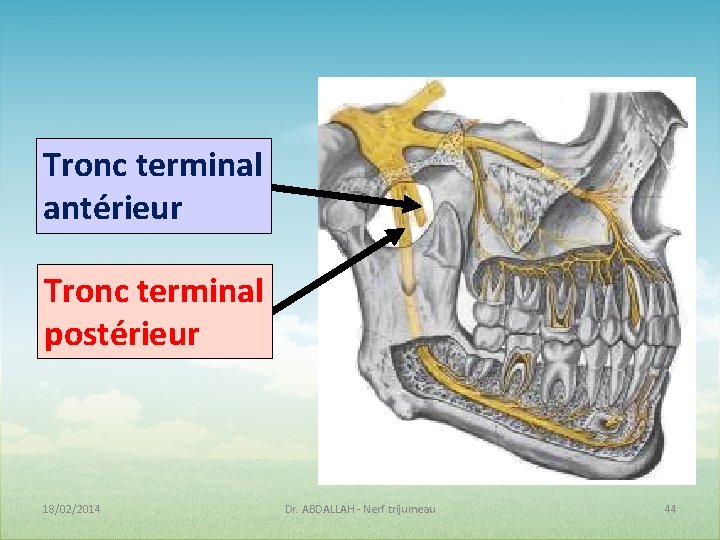 Tronc terminal antérieur Tronc terminal postérieur 18/02/2014 Dr. ABDALLAH - Nerf trijumeau 44 