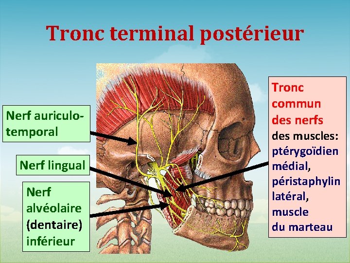 Tronc terminal postérieur Nerf auriculotemporal Nerf lingual Nerf alvéolaire (dentaire) inférieur Tronc commun des