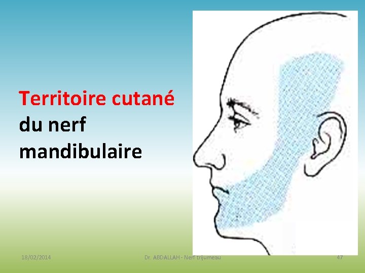 Territoire cutané du nerf mandibulaire 18/02/2014 Dr. ABDALLAH - Nerf trijumeau 47 Territoire cutané du nerf mandibulaire 18/02/2014 Dr. ABDALLAH - Nerf trijumeau 47