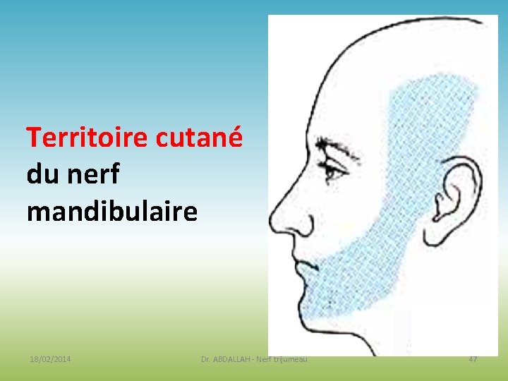 Territoire cutané du nerf mandibulaire 18/02/2014 Dr. ABDALLAH - Nerf trijumeau 47 