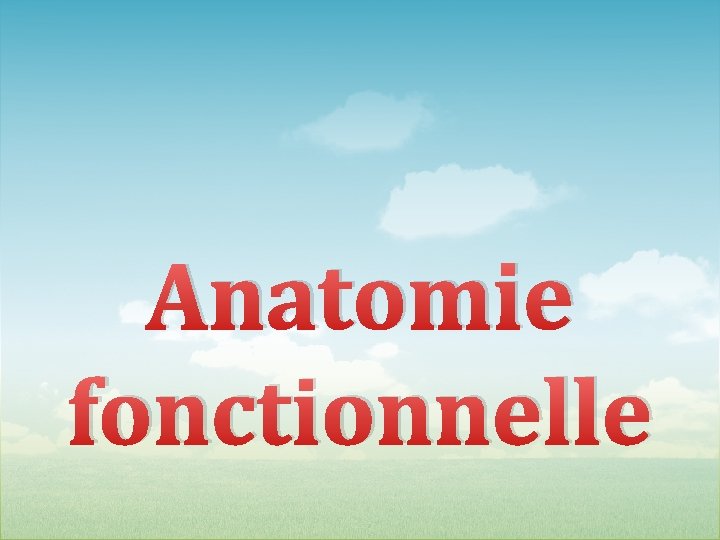 Anatomie fonctionnelle 