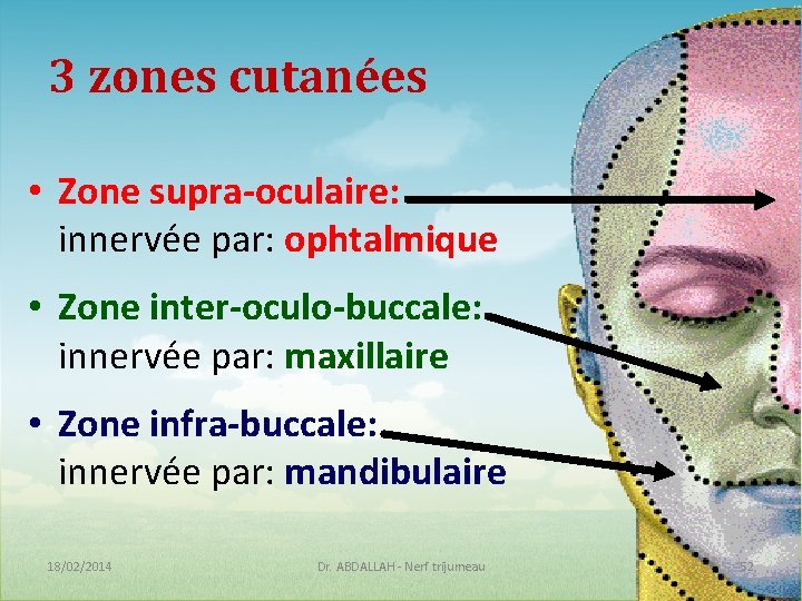 3 zones cutanées • Zone supra-oculaire: innervée par: ophtalmique • Zone inter-oculo-buccale: innervée par: 3 zones cutanées • Zone supra-oculaire: innervée par: ophtalmique • Zone inter-oculo-buccale: innervée par: