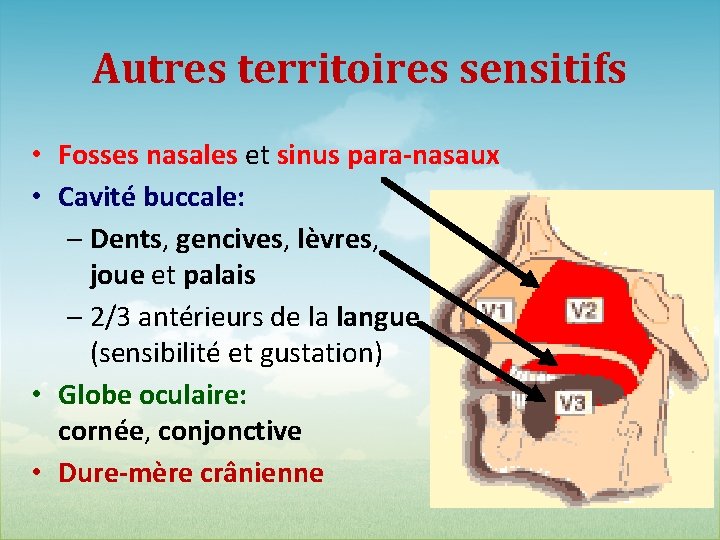 Autres territoires sensitifs • Fosses nasales et sinus para-nasaux • Cavité buccale: – Dents,