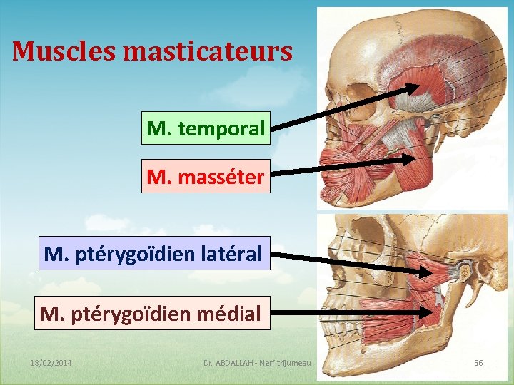 Muscles masticateurs M. temporal M. masséter M. ptérygoïdien latéral M. ptérygoïdien médial 18/02/2014 Dr.