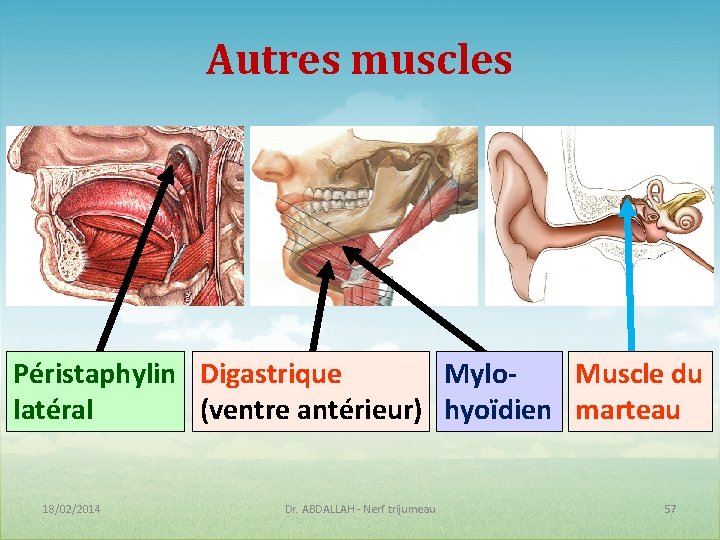 Autres muscles Péristaphylin Digastrique Mylo. Muscle du latéral (ventre antérieur) hyoïdien marteau 18/02/2014 Dr.