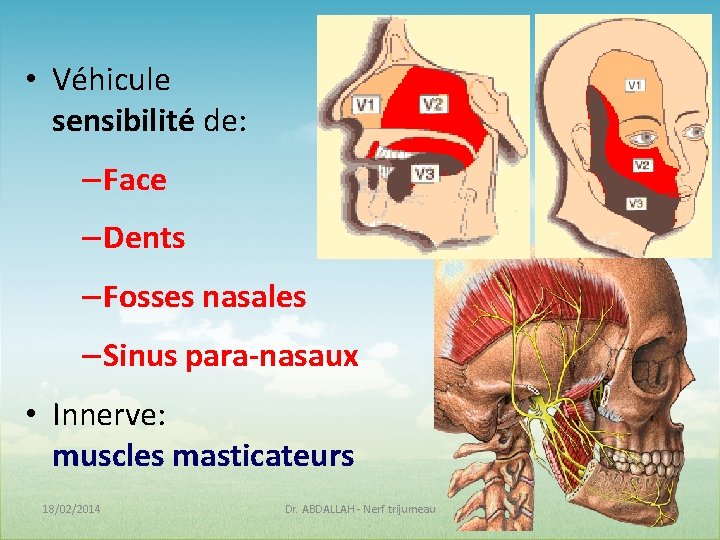  • Véhicule sensibilité de: – Face – Dents – Fosses nasales – Sinus