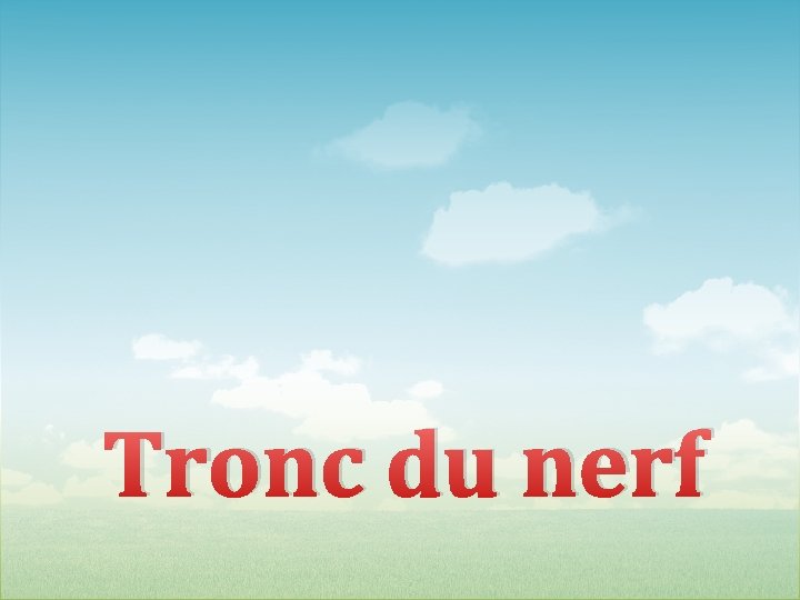 Tronc du nerf 