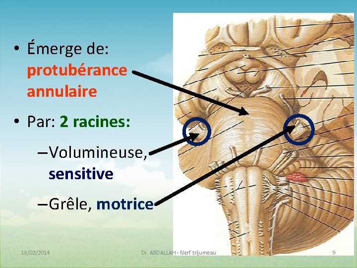 • Émerge de: protubérance annulaire • Par: 2 racines: – Volumineuse, sensitive – • Émerge de: protubérance annulaire • Par: 2 racines: – Volumineuse, sensitive –