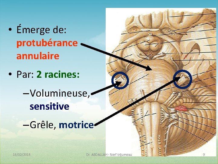  • Émerge de: protubérance annulaire • Par: 2 racines: – Volumineuse, sensitive –