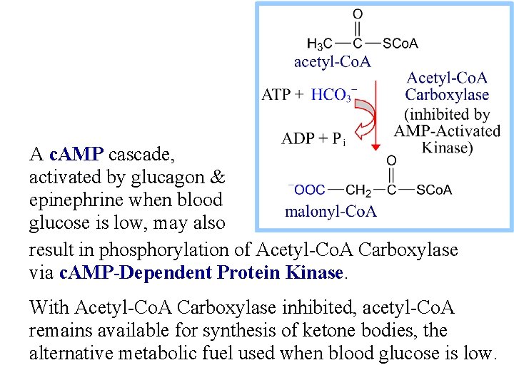 A c. AMP cascade, activated by glucagon & epinephrine when blood glucose is low,