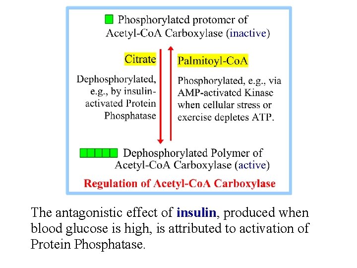 The antagonistic effect of insulin, produced when blood glucose is high, is attributed to