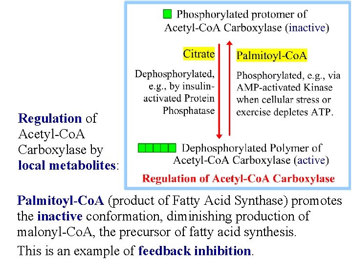 Regulation of Acetyl-Co. A Carboxylase by local metabolites: Palmitoyl-Co. A (product of Fatty Acid