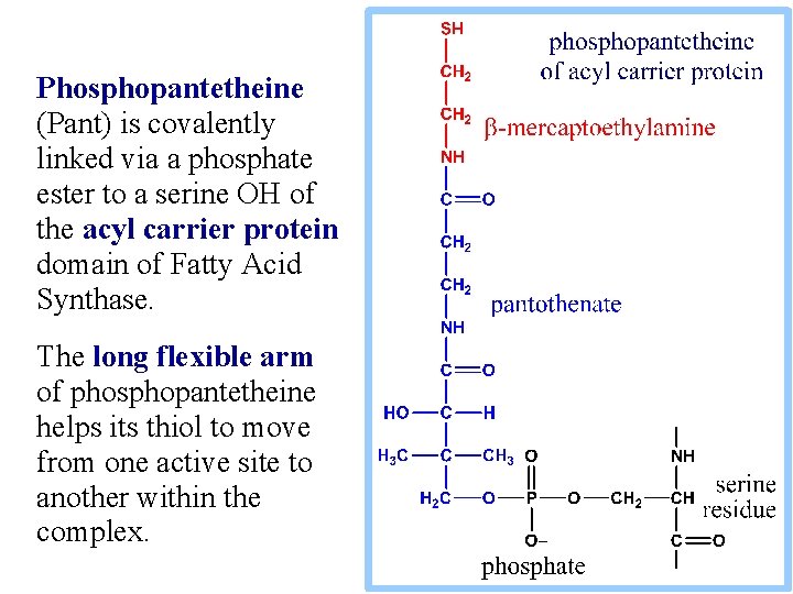 Phosphopantetheine (Pant) is covalently linked via a phosphate ester to a serine OH of