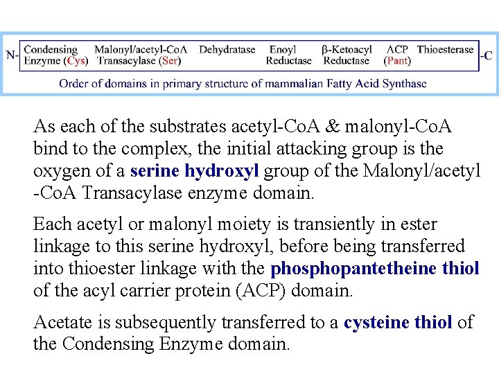 As each of the substrates acetyl-Co. A & malonyl-Co. A bind to the complex,