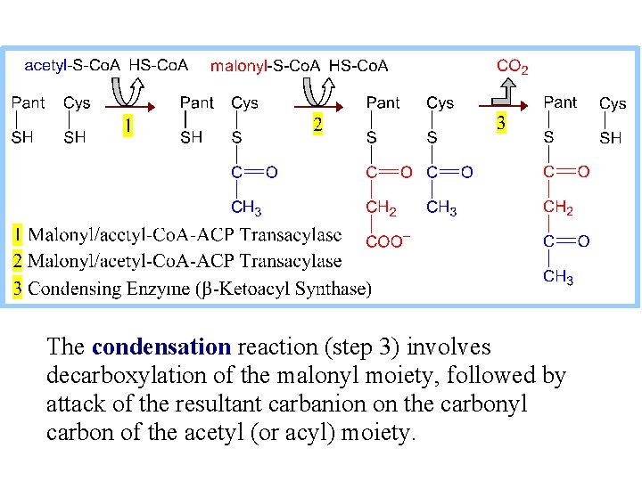 The condensation reaction (step 3) involves decarboxylation of the malonyl moiety, followed by attack