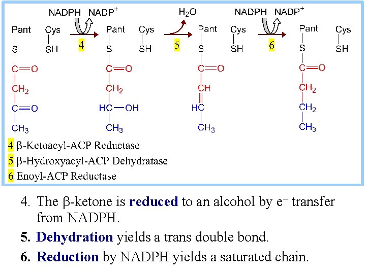 4. The b-ketone is reduced to an alcohol by e- transfer from NADPH. 5.