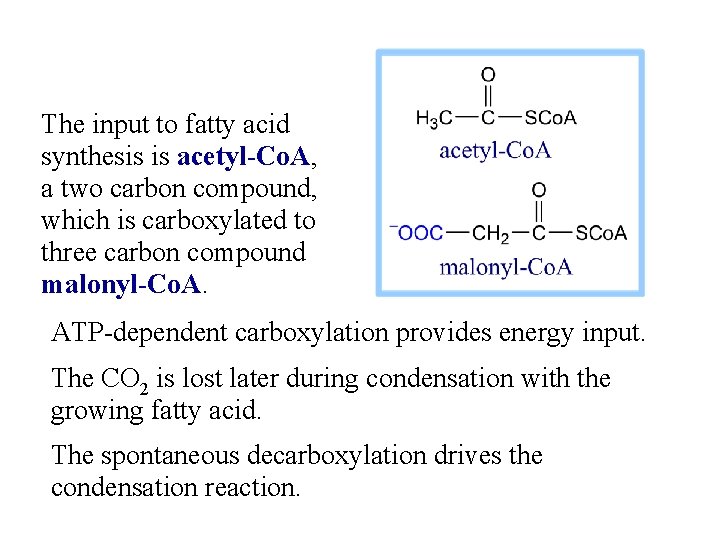 The input to fatty acid synthesis is acetyl-Co. A, a two carbon compound, which