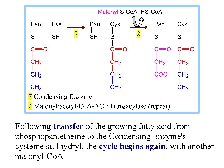 Following transfer of the growing fatty acid from phosphopantetheine to the Condensing Enzyme's cysteine