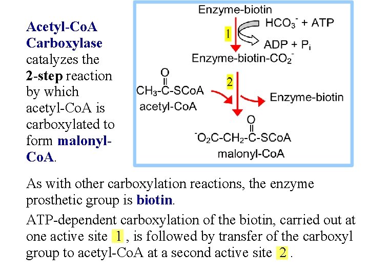 Acetyl-Co. A Carboxylase catalyzes the 2 -step reaction by which acetyl-Co. A is carboxylated