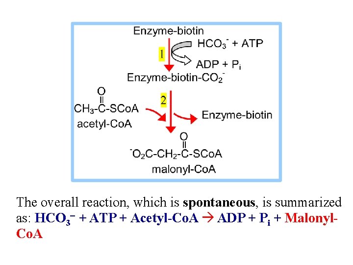 The overall reaction, which is spontaneous, is summarized as: HCO 3 - + ATP