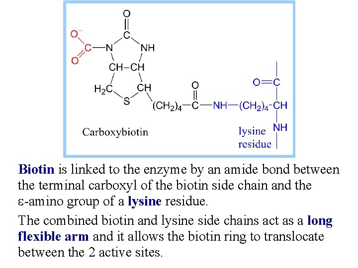 Biotin is linked to the enzyme by an amide bond between the terminal carboxyl