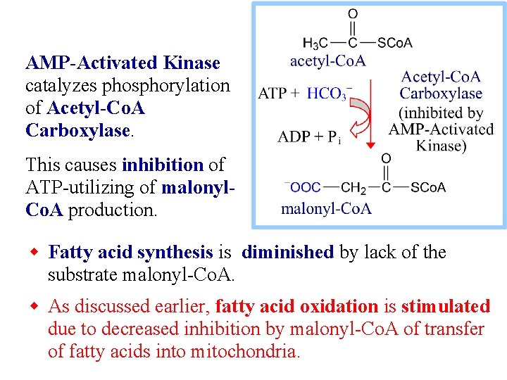AMP-Activated Kinase catalyzes phosphorylation of Acetyl-Co. A Carboxylase. This causes inhibition of ATP-utilizing of