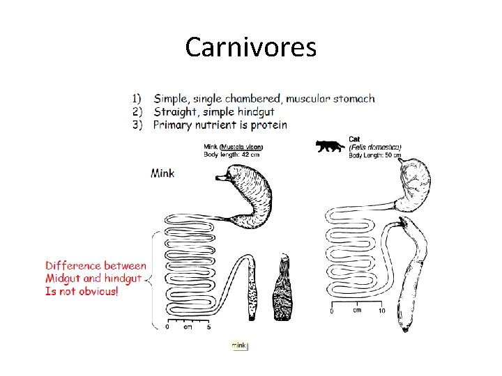 Carnivores 