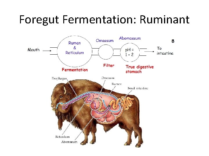 Foregut Fermentation: Ruminant 