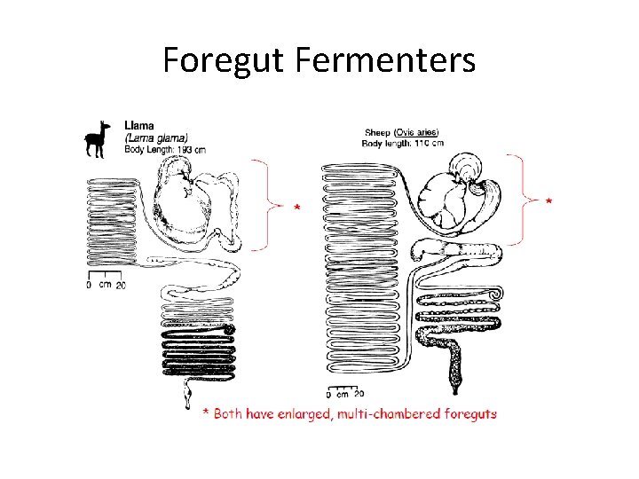 Foregut Fermenters 