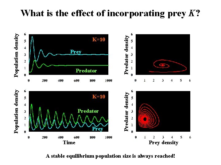 Predator K=10 Predator Prey Time Predator density K=10 Population density What is the effect