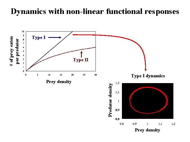 Type I dynamics Prey density Predator density # of prey eaten per predator Dynamics