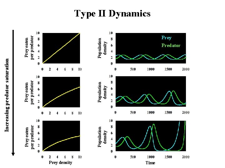 Population density Prey eaten per predator Increasing predator saturation Type II Dynamics Prey density