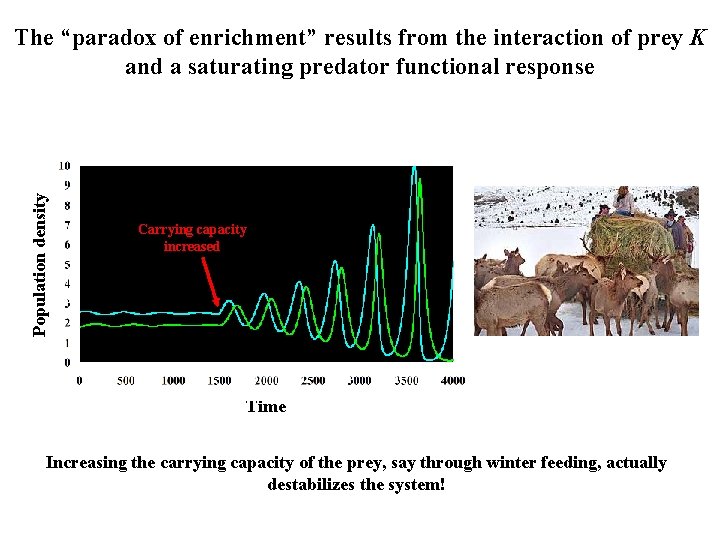 Population density The “paradox of enrichment” results from the interaction of prey K and