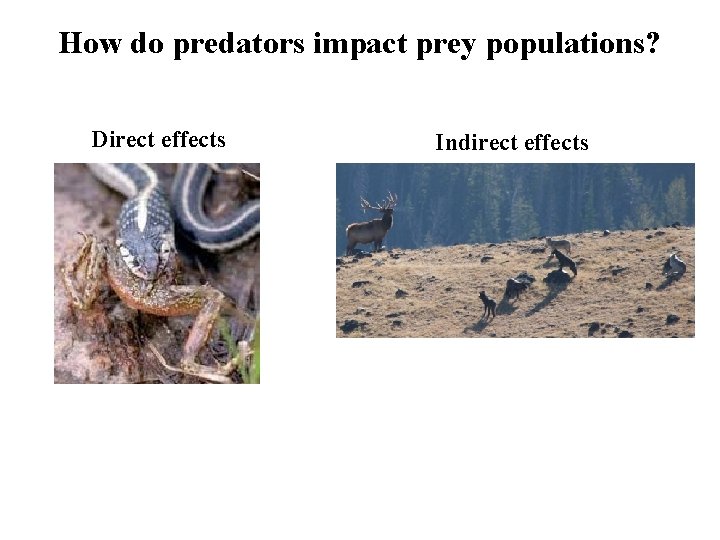 How do predators impact prey populations? Direct effects Indirect effects 