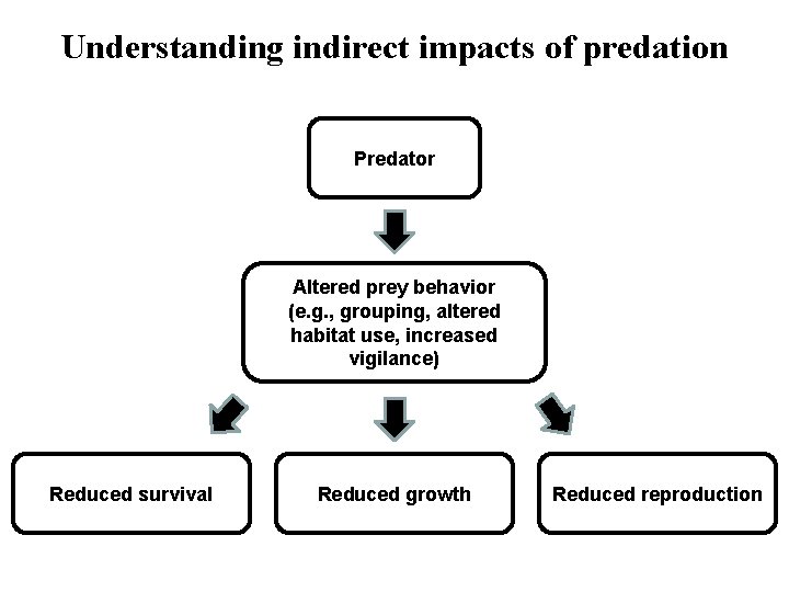 Understanding indirect impacts of predation Predator Altered prey behavior (e. g. , grouping, altered