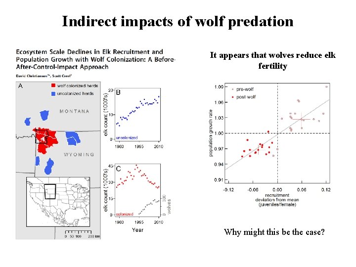 Indirect impacts of wolf predation It appears that wolves reduce elk fertility Why might