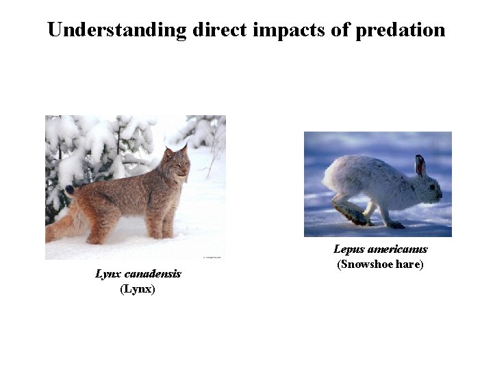 Understanding direct impacts of predation Lynx canadensis (Lynx) Lepus americanus (Snowshoe hare) 